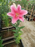 [4500 PO88 LUN 4283 No01.JPG]